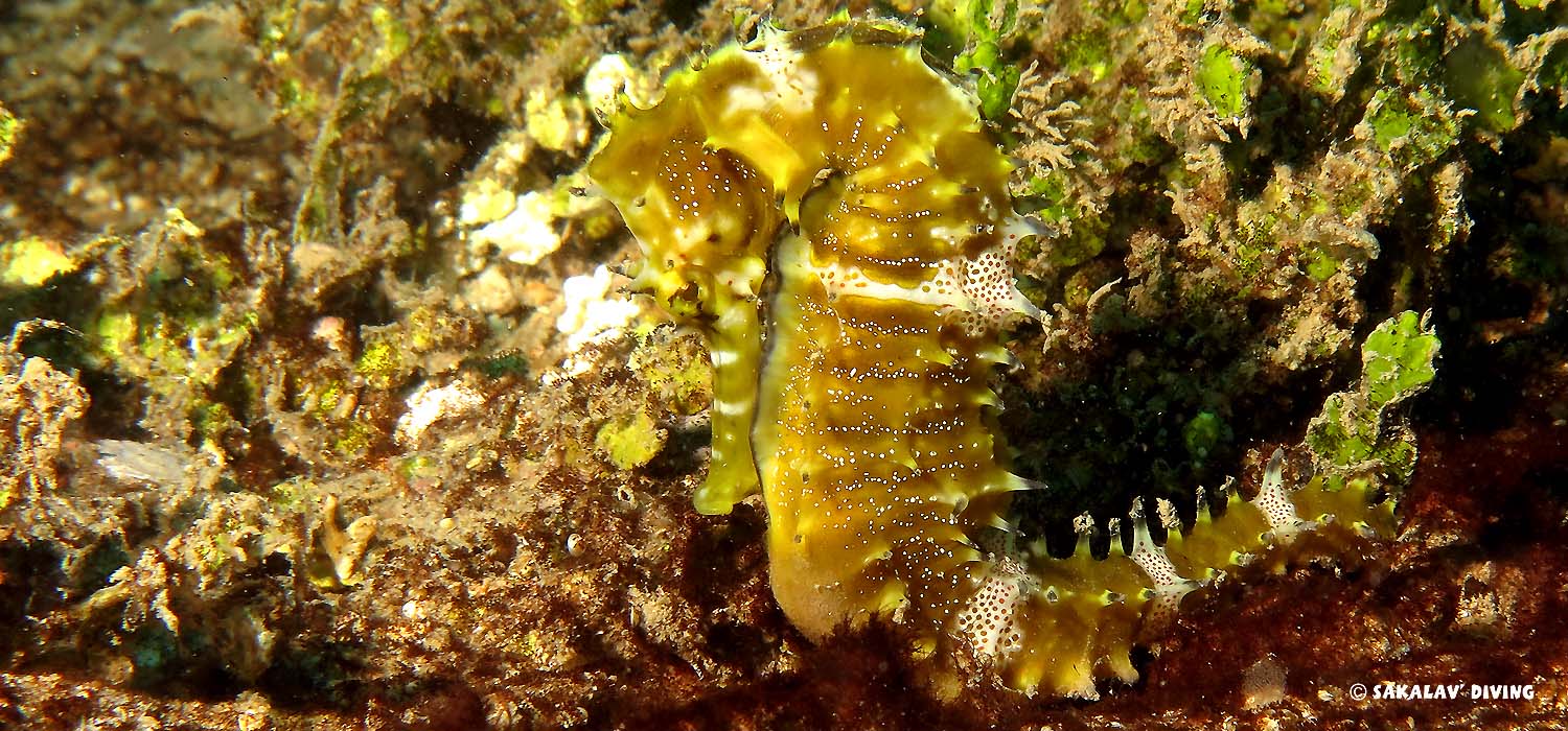 different dive sites in Nosy Be Madagascar